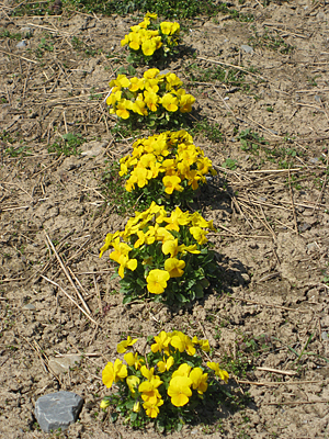 pansy mulched